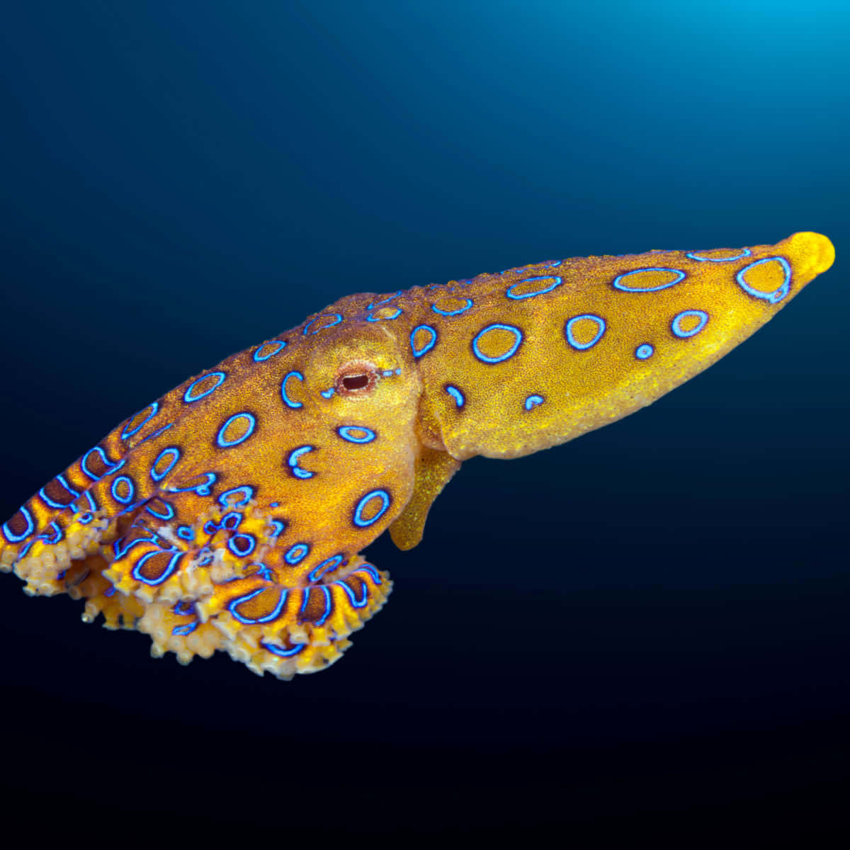 Blue Ringed Octopus Swimming Wallpaper