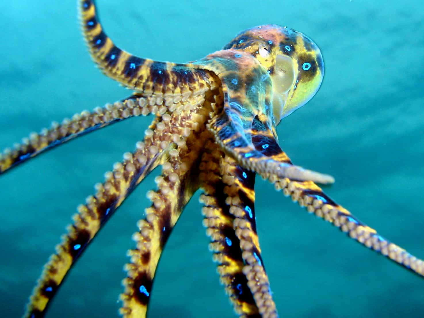 Blue Ringed Octopus Swimming Wallpaper