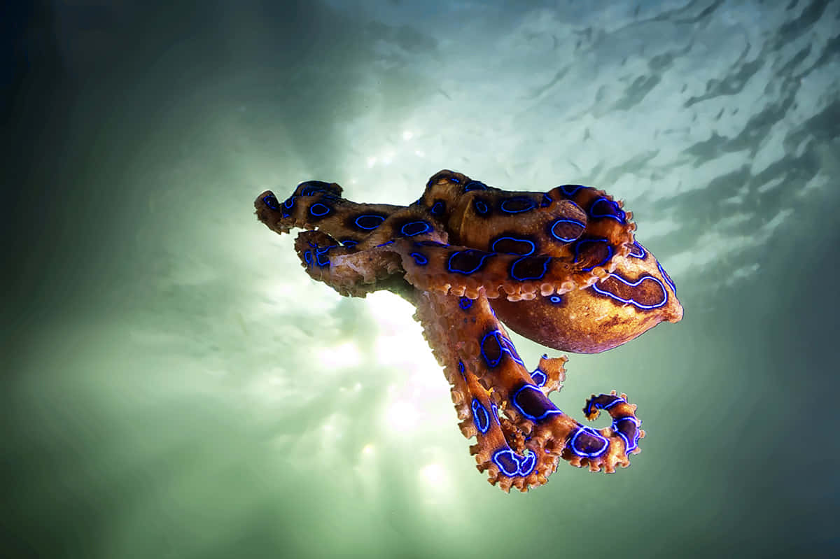 Blue Ringed Octopus Underwater Wallpaper