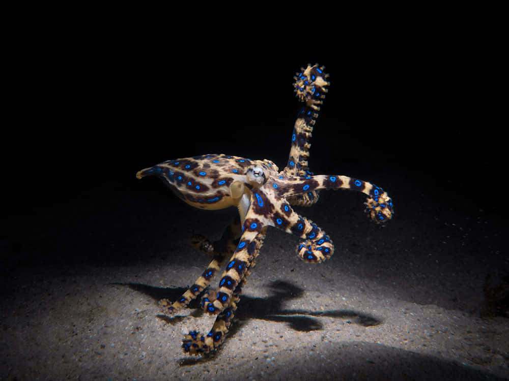 Blue Ringed Octopusin Dark Waters.jpg Wallpaper