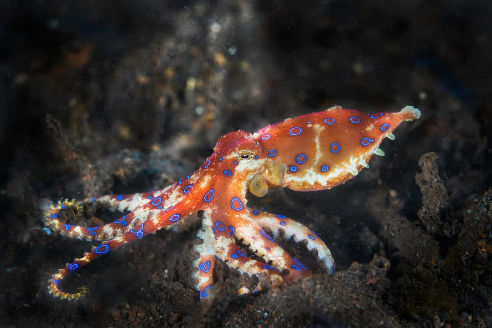 Blue Ringed Octopusin Natural Habitat.jpg Wallpaper