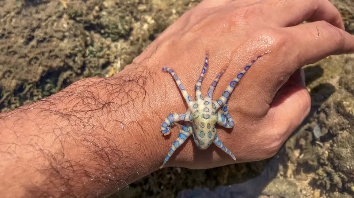 Blue Ringed Octopuson Hand Wallpaper