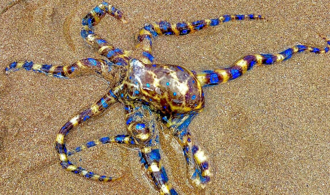 Blue Ringed Octopuson Sand Wallpaper