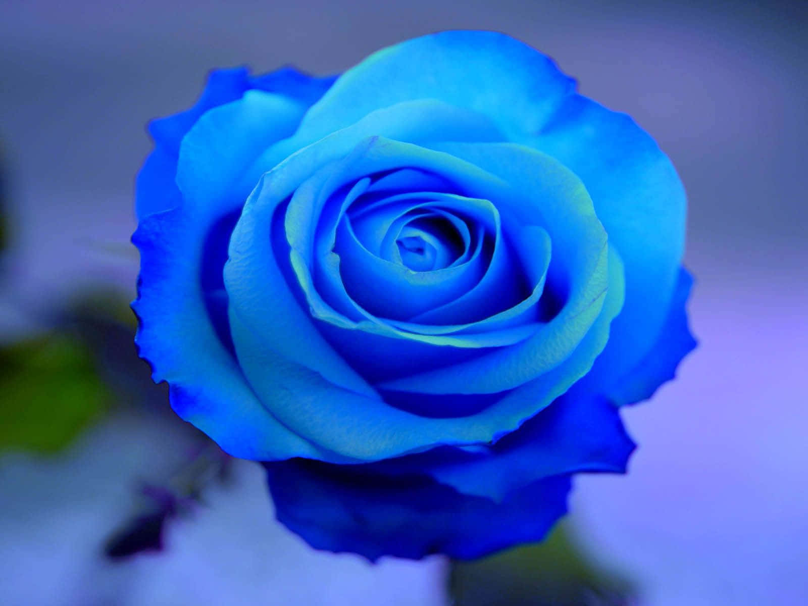 Unahermosa Rosa De Pétalos Azules Rodeada De Un Suave Fondo Negro. Fondo de pantalla