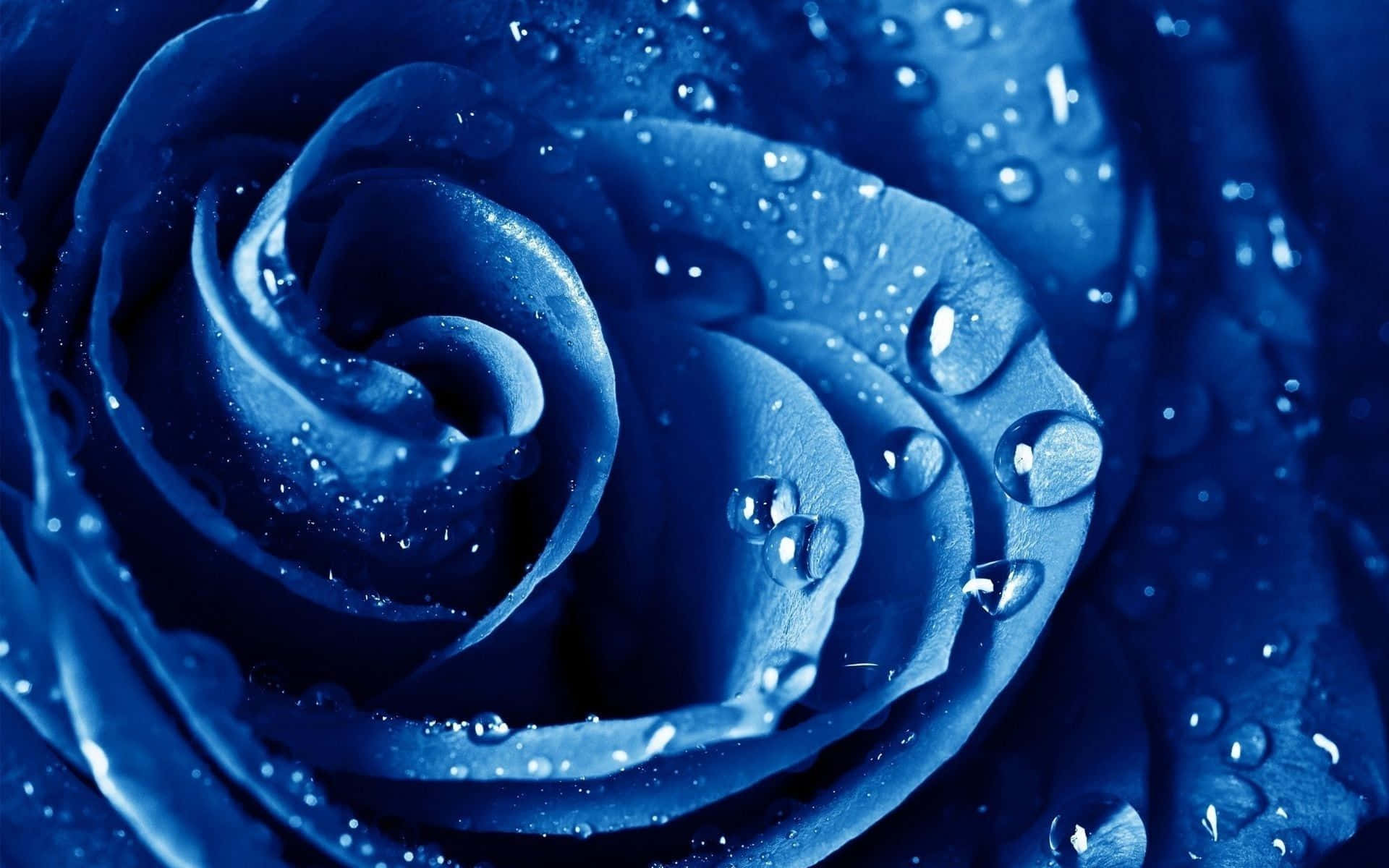 En smuk blå rose omgivet af frodig grøn beplantning. Wallpaper