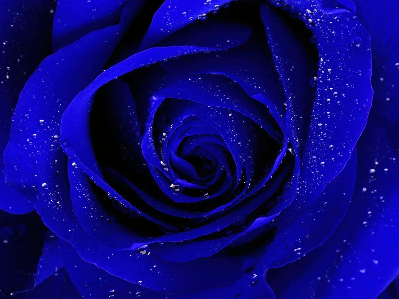 A Blue Rose With Water Drops On It Wallpaper