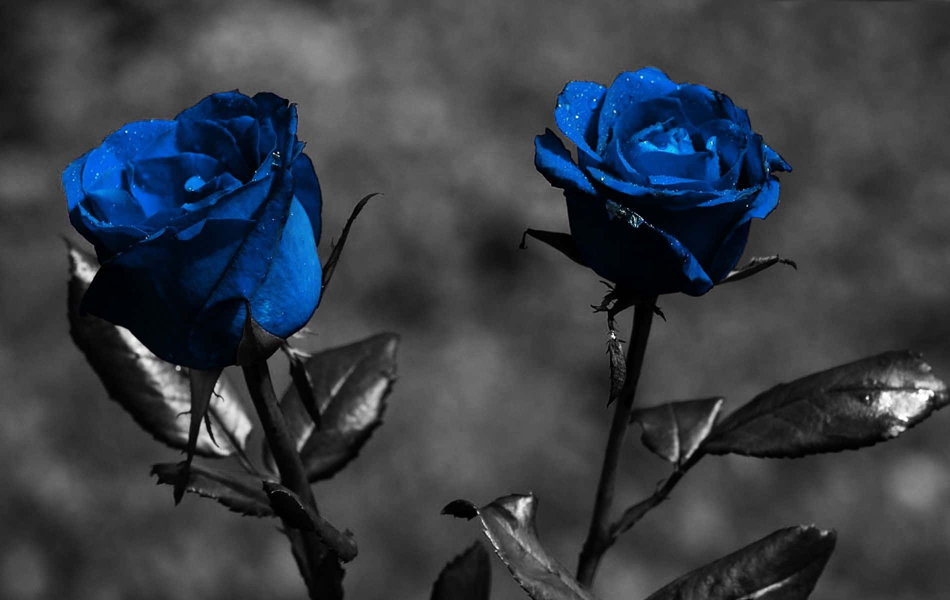 Two Blue Roses Are Shown In Black And White Wallpaper