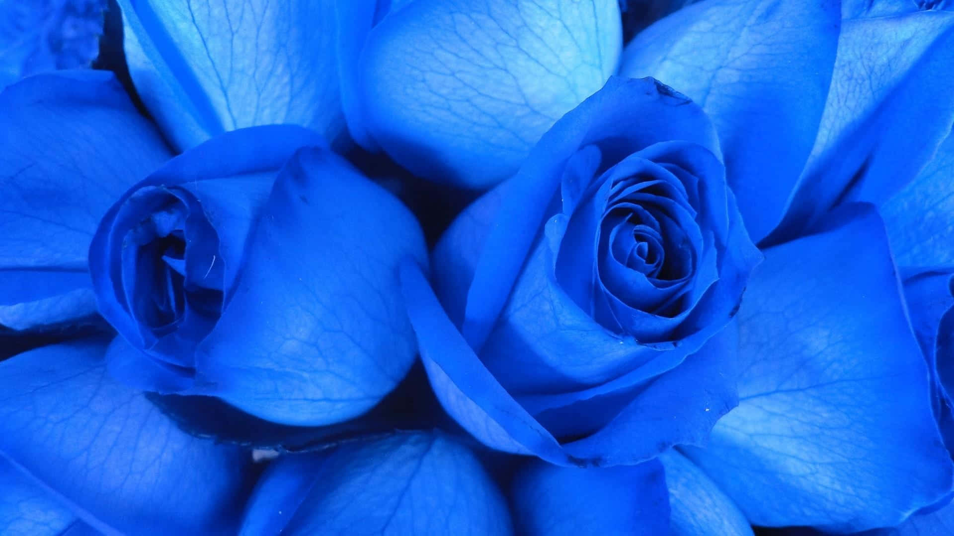 Gå tabt i en drømmelignende verden med skønheden af en blå rose tapet. Wallpaper