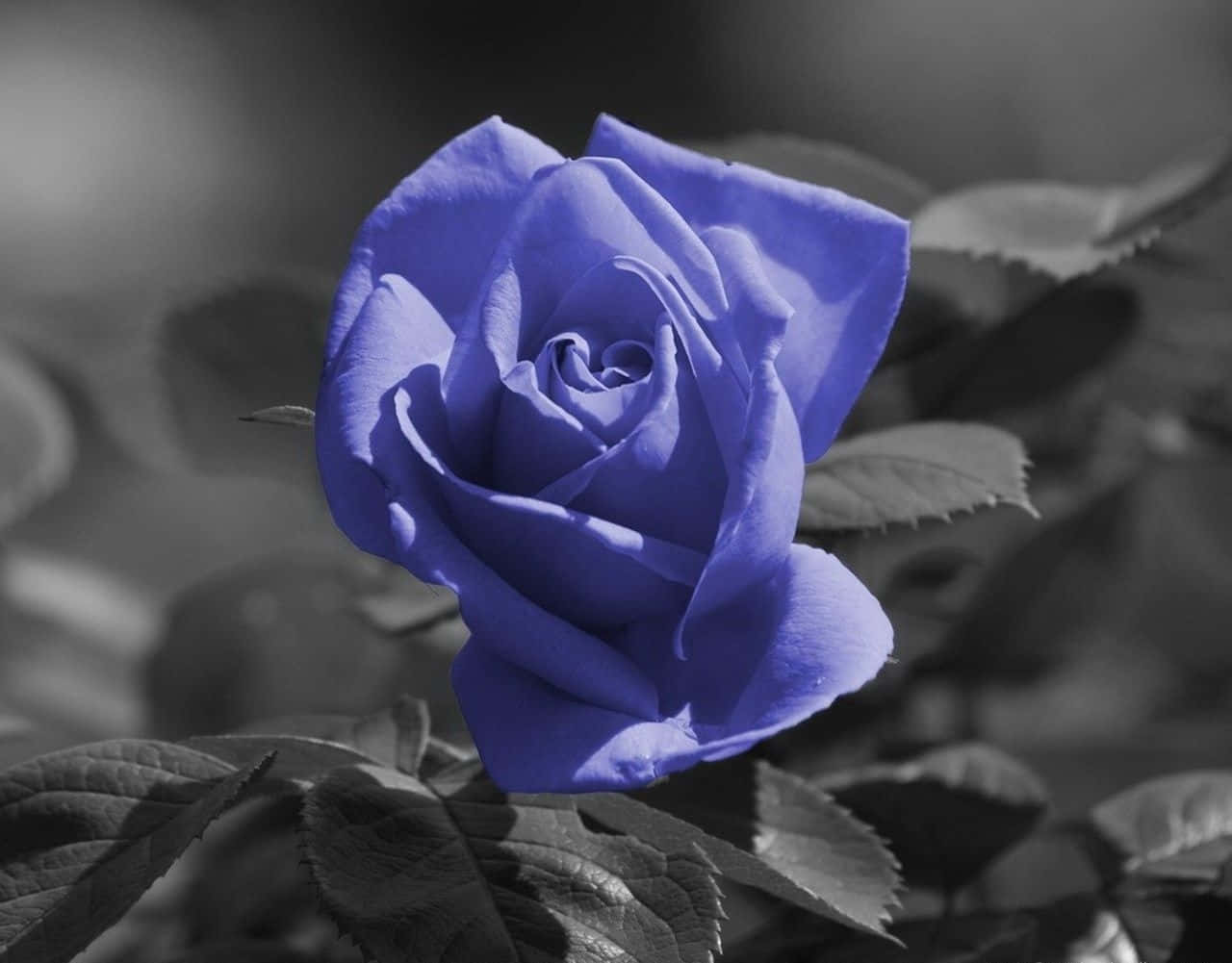 100+] Blue Rose Wallpapers | Wallpapers.Com