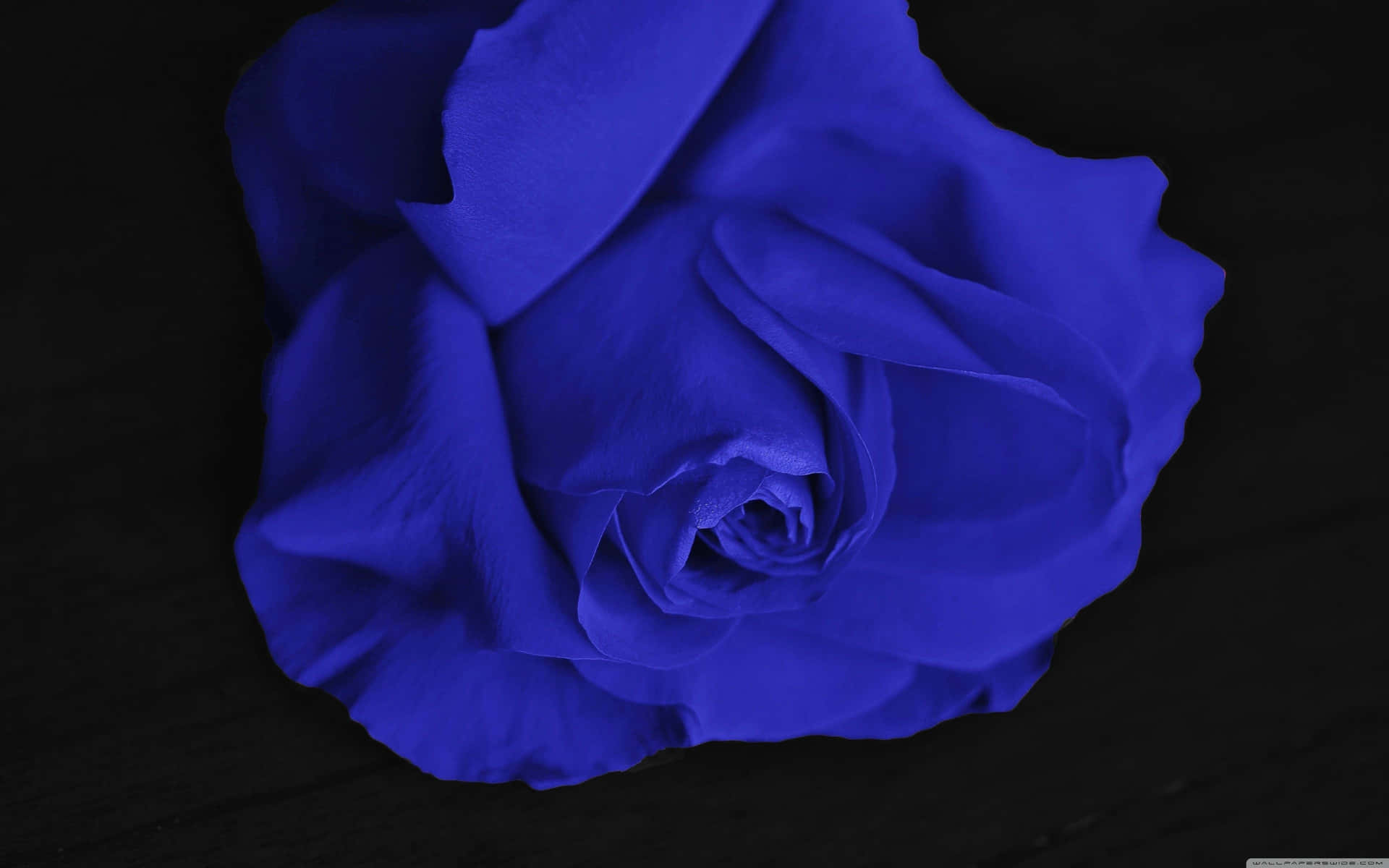 A solitary blue rose stands out against a backdrop of greenery. Wallpaper