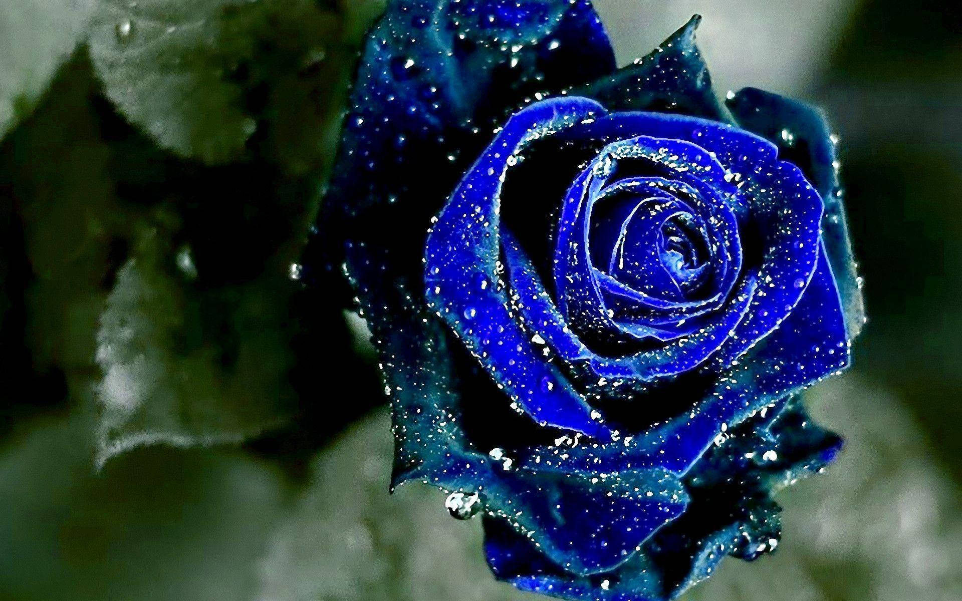 Blue Rose Aesthetic