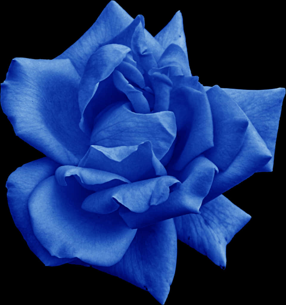 Blue Rose Black Background PNG