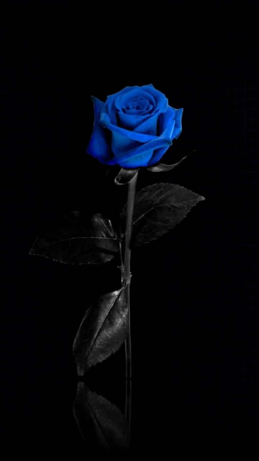 Blue Rose Black Background Wallpaper