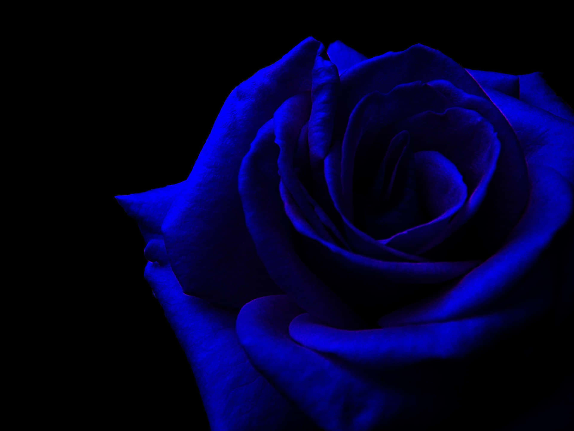 A Blue Rose On A Black Background Wallpaper