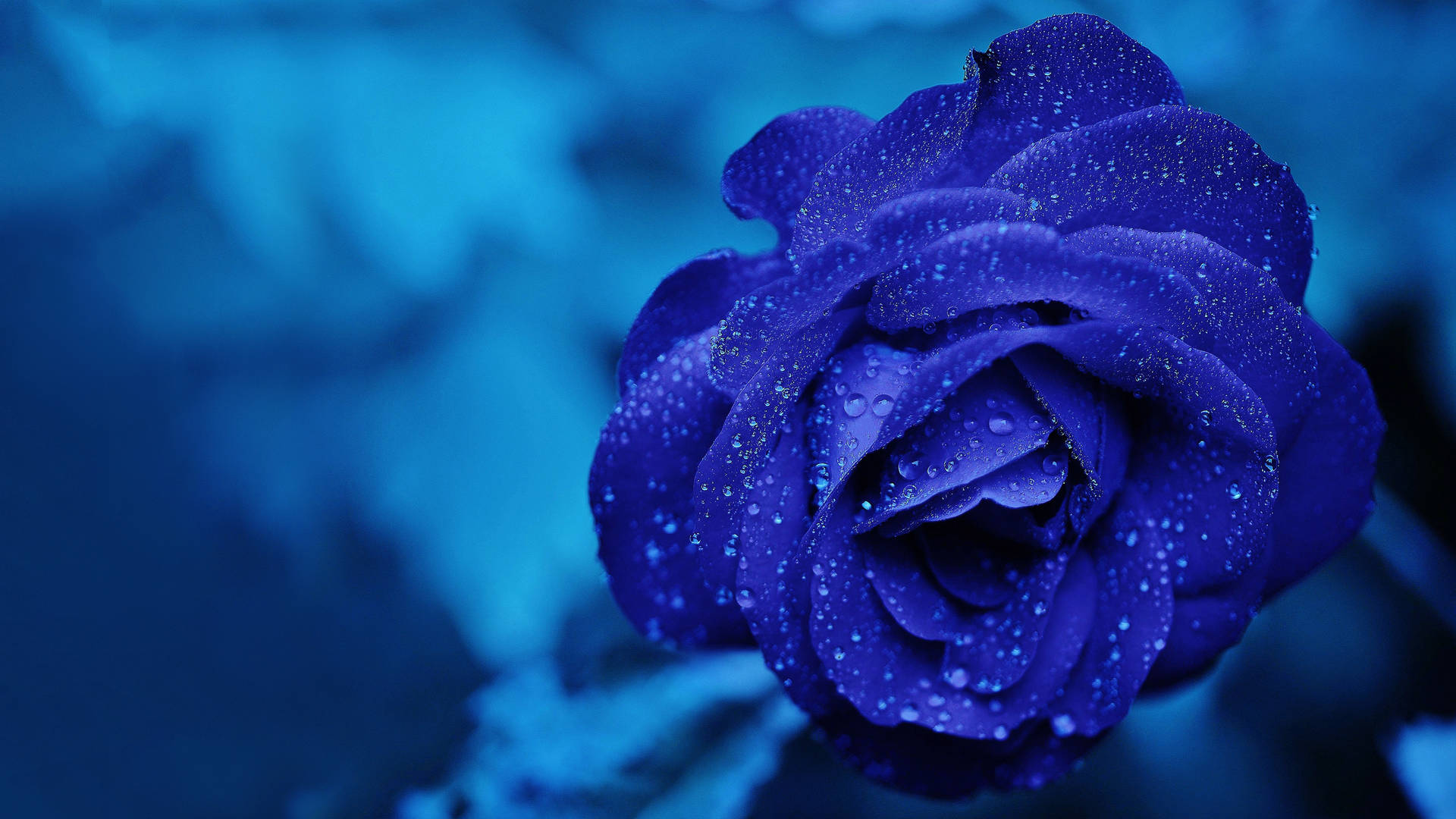 Blue Rose Chromebook Background Picture