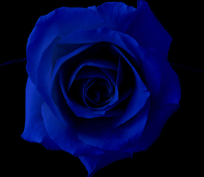 Blue Rose Clip Art, Hd Png Download PNG