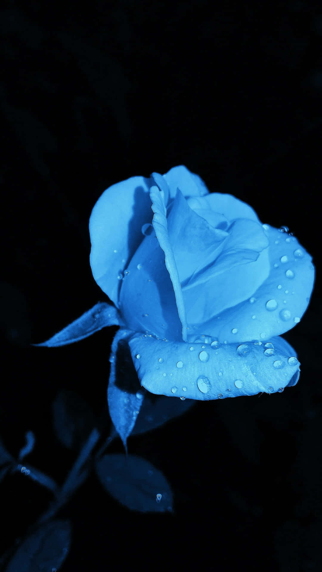 Download Blue Rose Dew Drops Wallpaper | Wallpapers.com