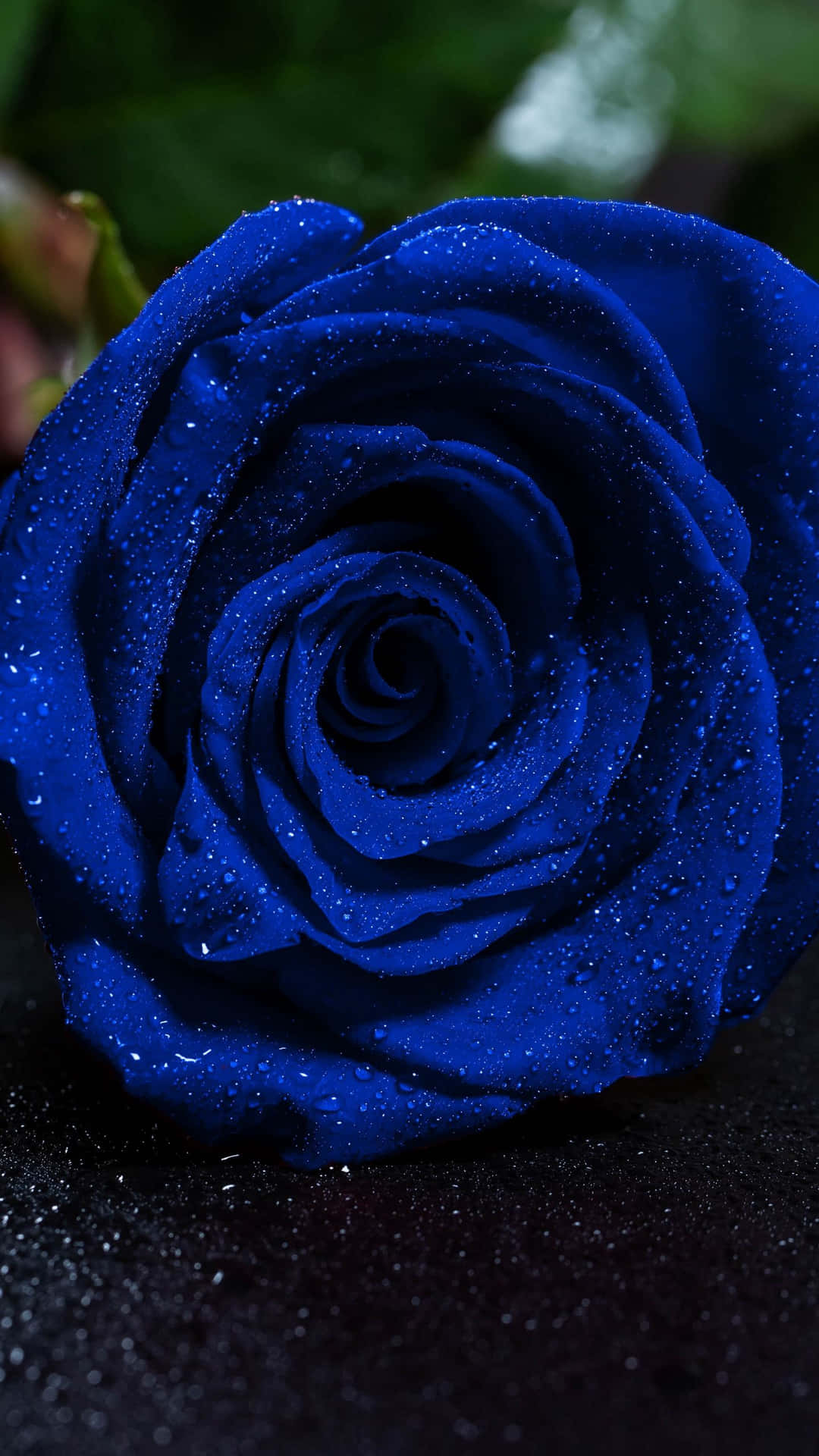 Blomstret blå rosen pixel tapet Wallpaper