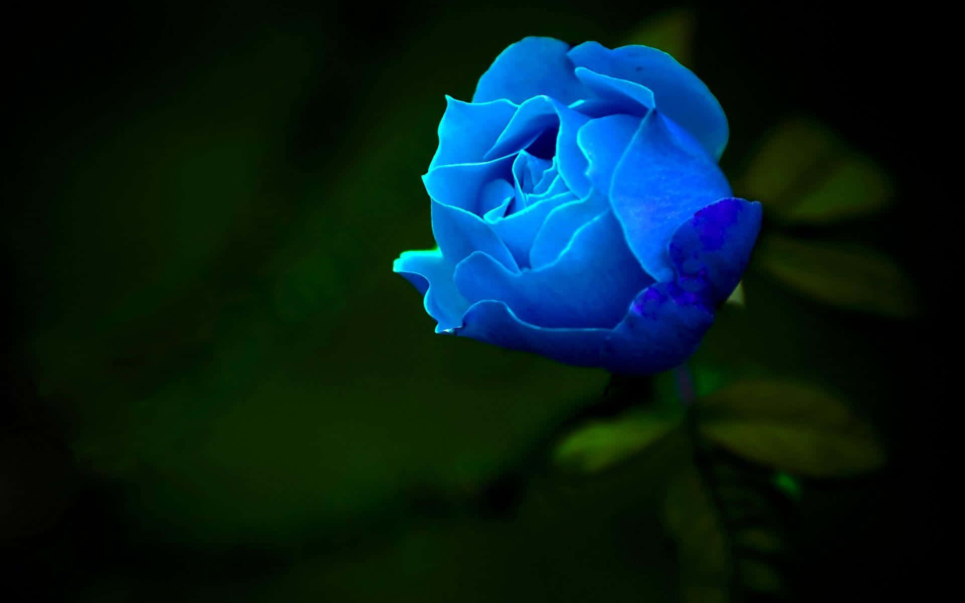 En blå rose vises på den mørke baggrund. Wallpaper