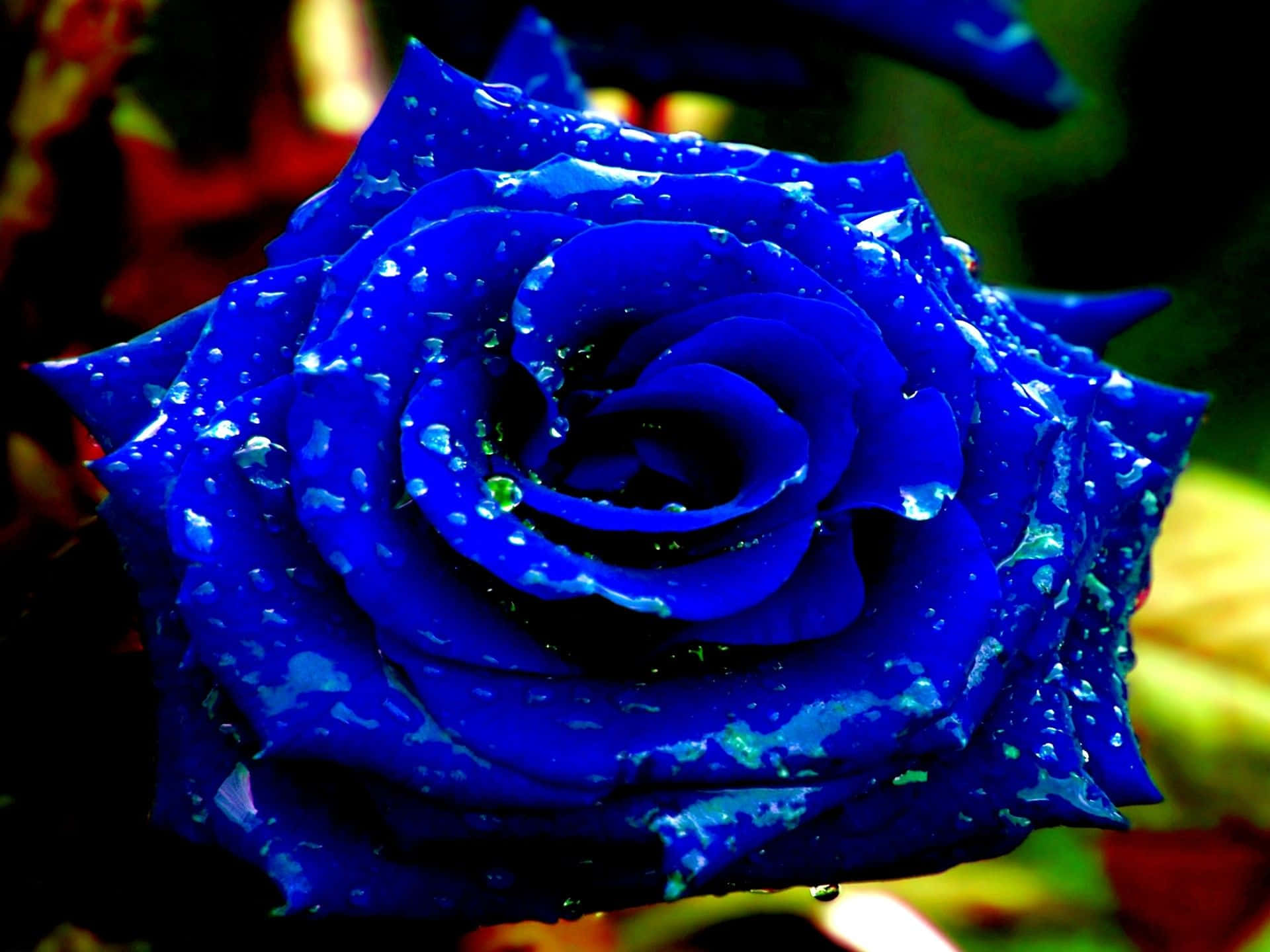 Download Blue Rose Wallpaper 
