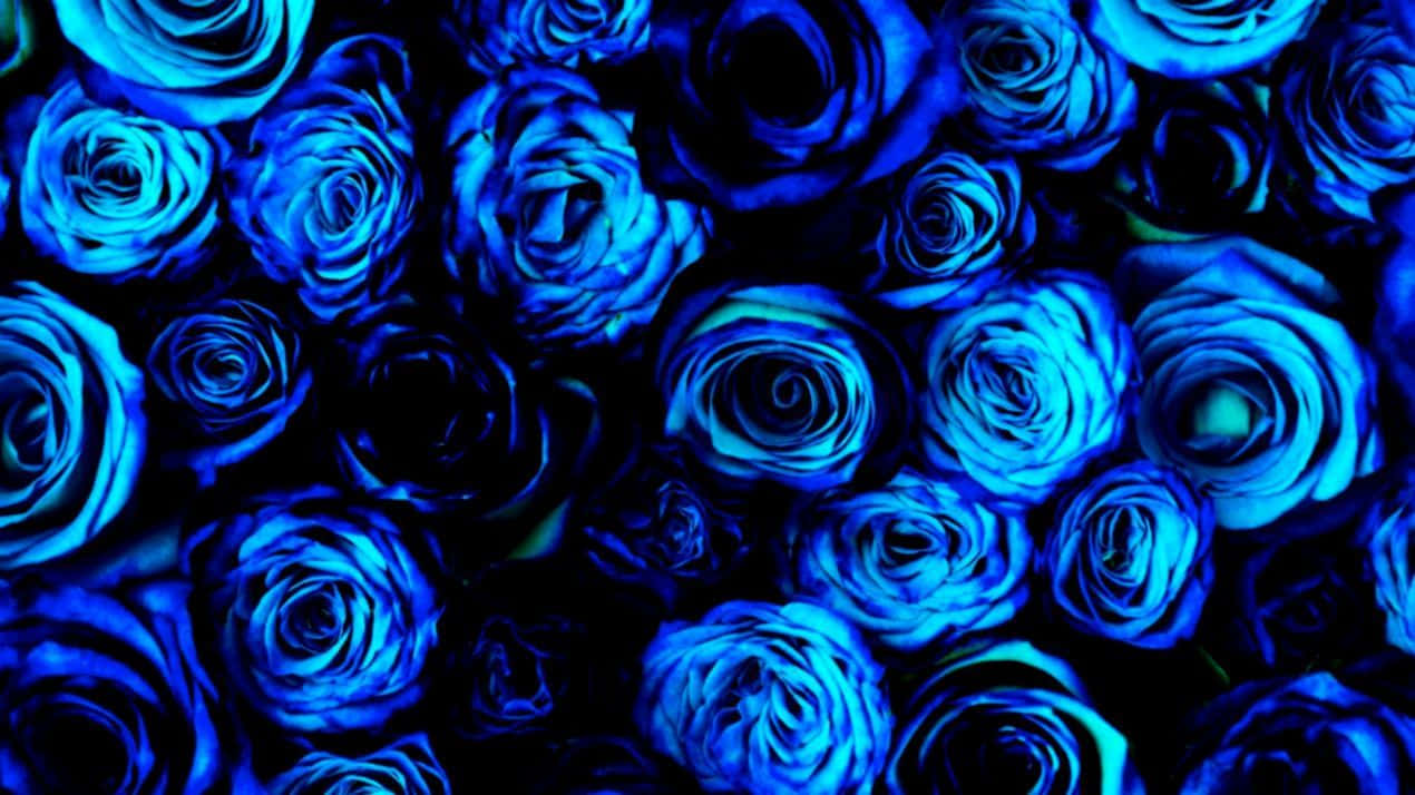 Schwarzeund Blaue Blaue Rosen. Wallpaper