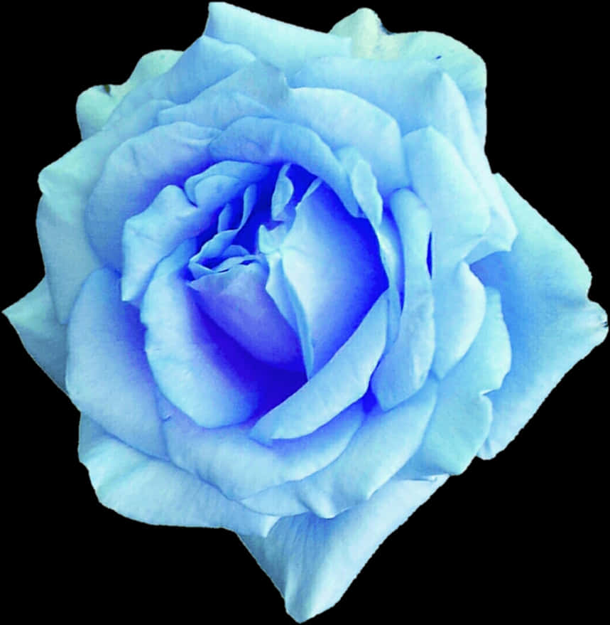 Blue Rose Isolatedon Black Background PNG