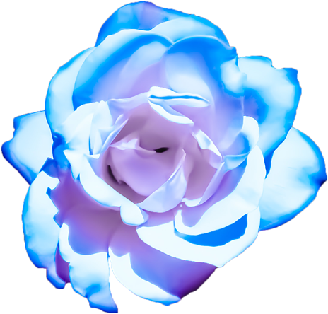 Blue Rose Isolatedon Gray Background.png PNG