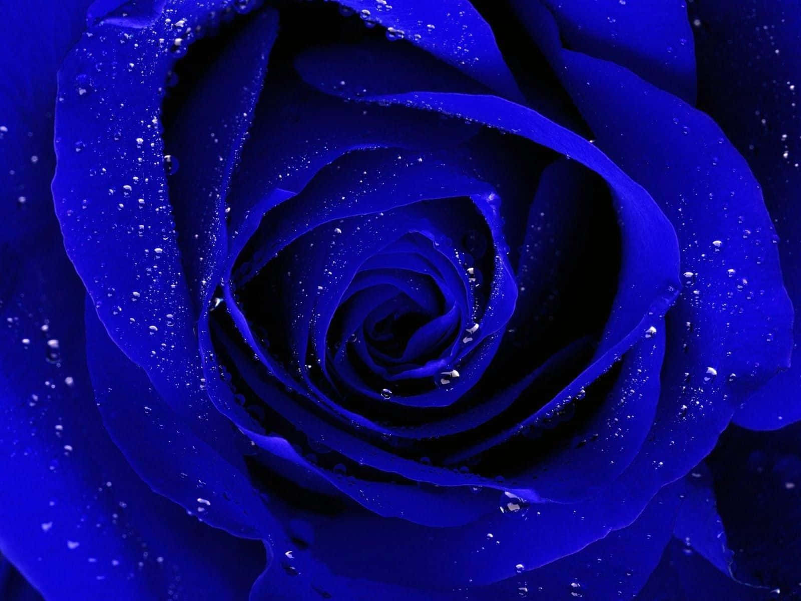 Unahermosa Rosa Azul Rodeada De Exuberante Follaje Verde. Fondo de pantalla