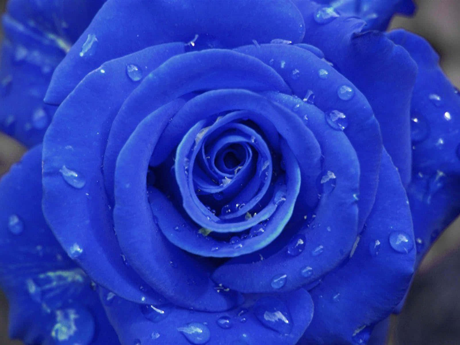 En blå rose med vanddråber på den Wallpaper