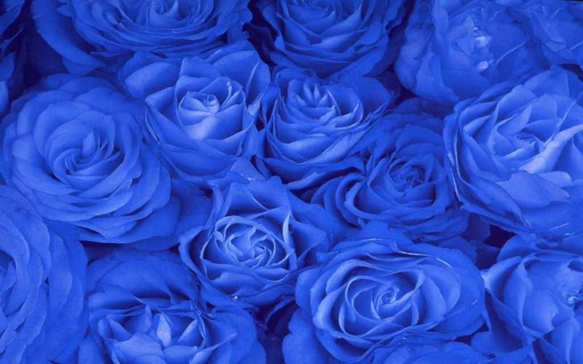 Blå roser i en vase på en cremet baggrund Wallpaper
