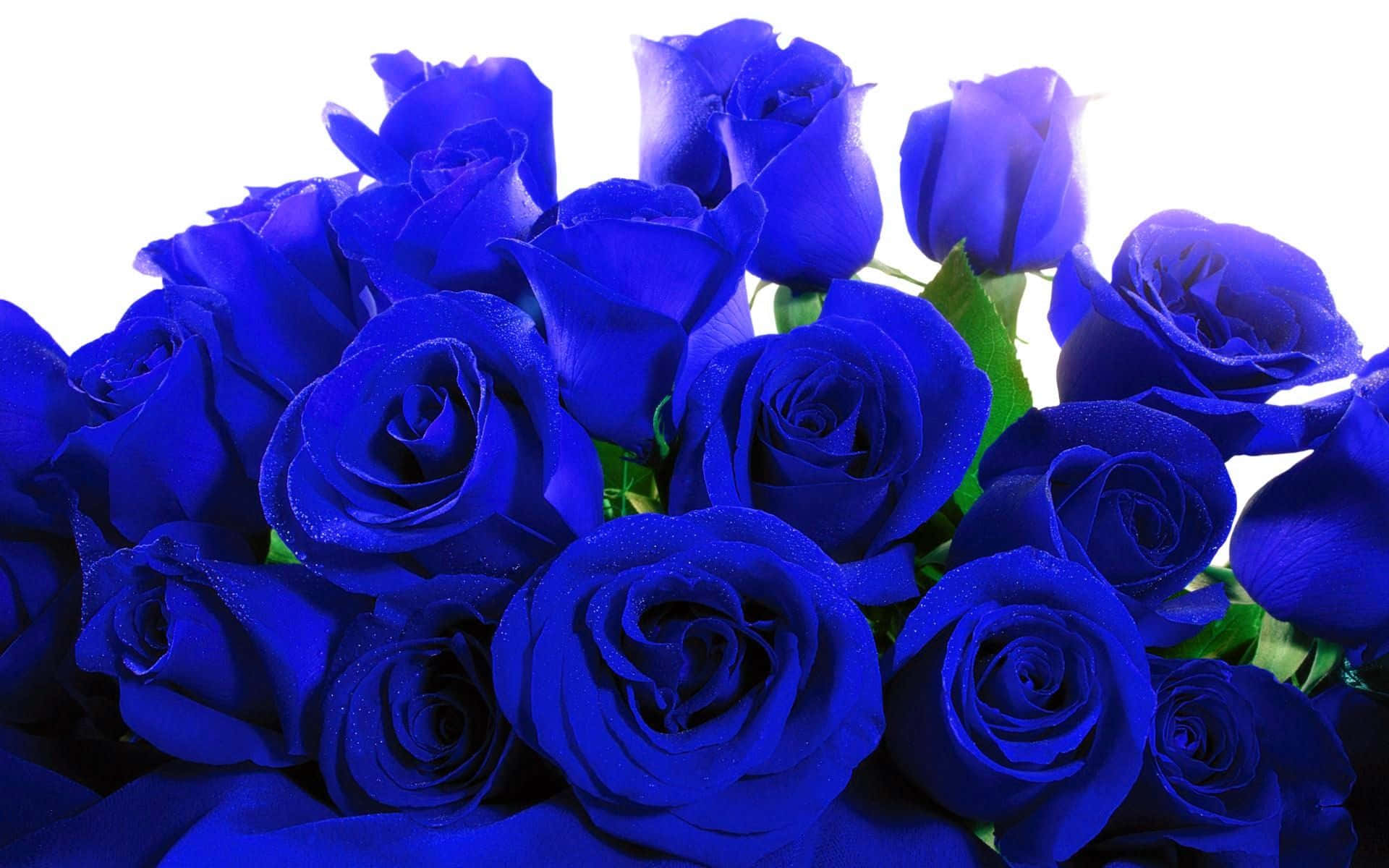 A gorgeous blue rose standing vibrant in front of a blurred background. Wallpaper