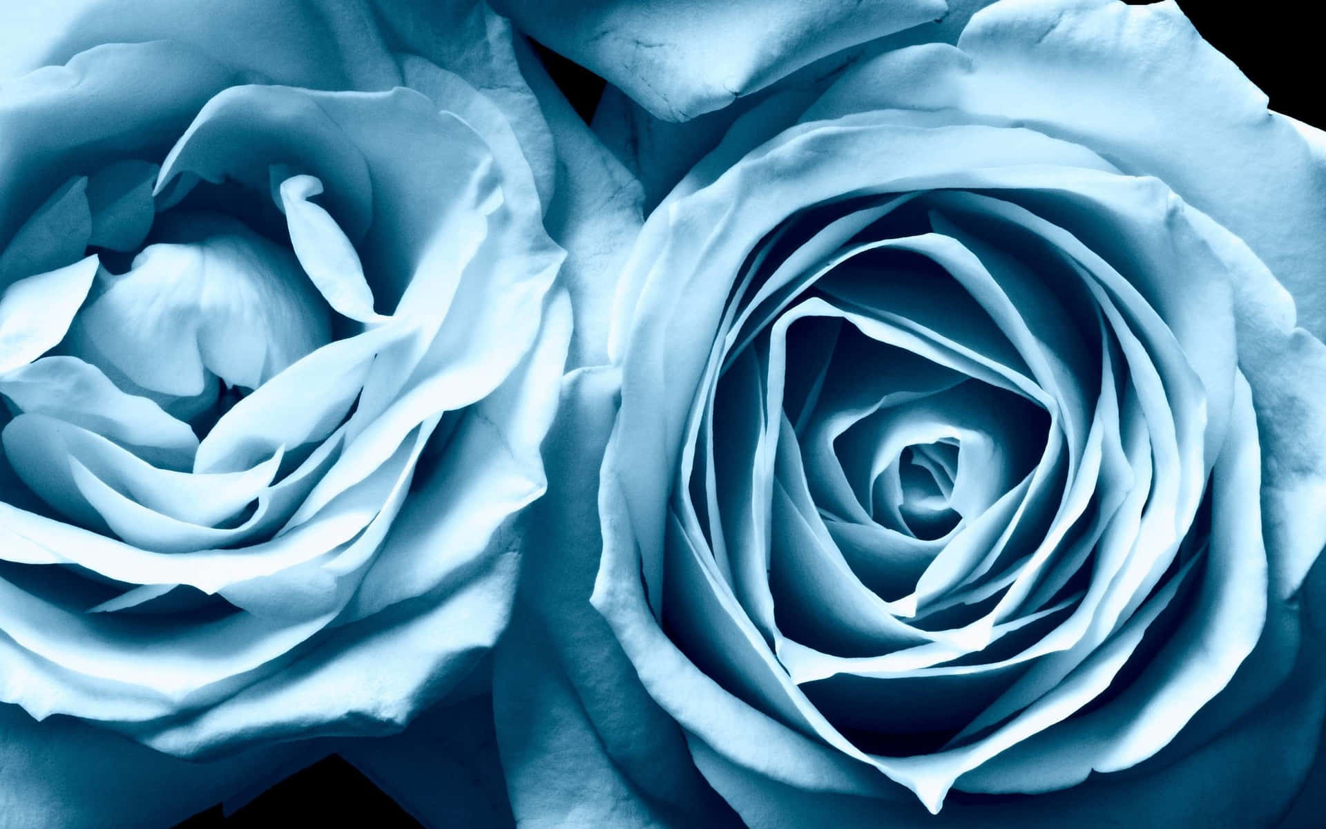 Entdeckewahre Liebe Mit Einer Wunderschönen Blauen Rose. Wallpaper