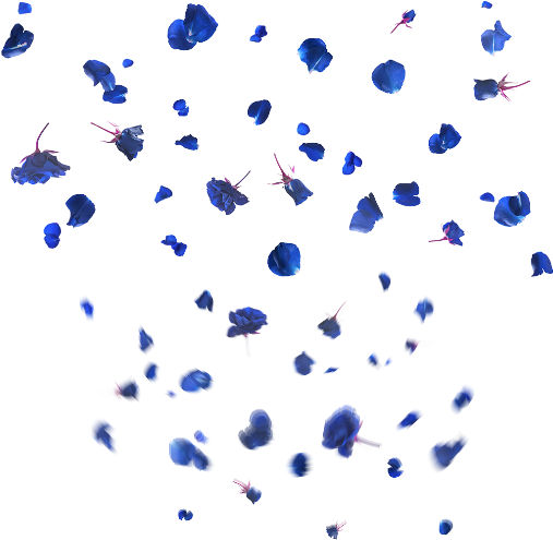 Blue Rose Petals Falling Transparent Background PNG