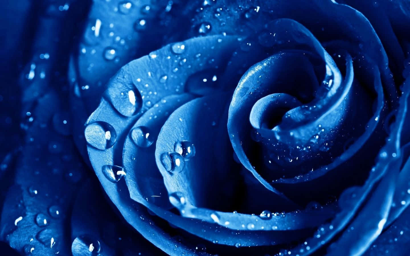Immaginedi Una Rosa Blu Con Rugiada.