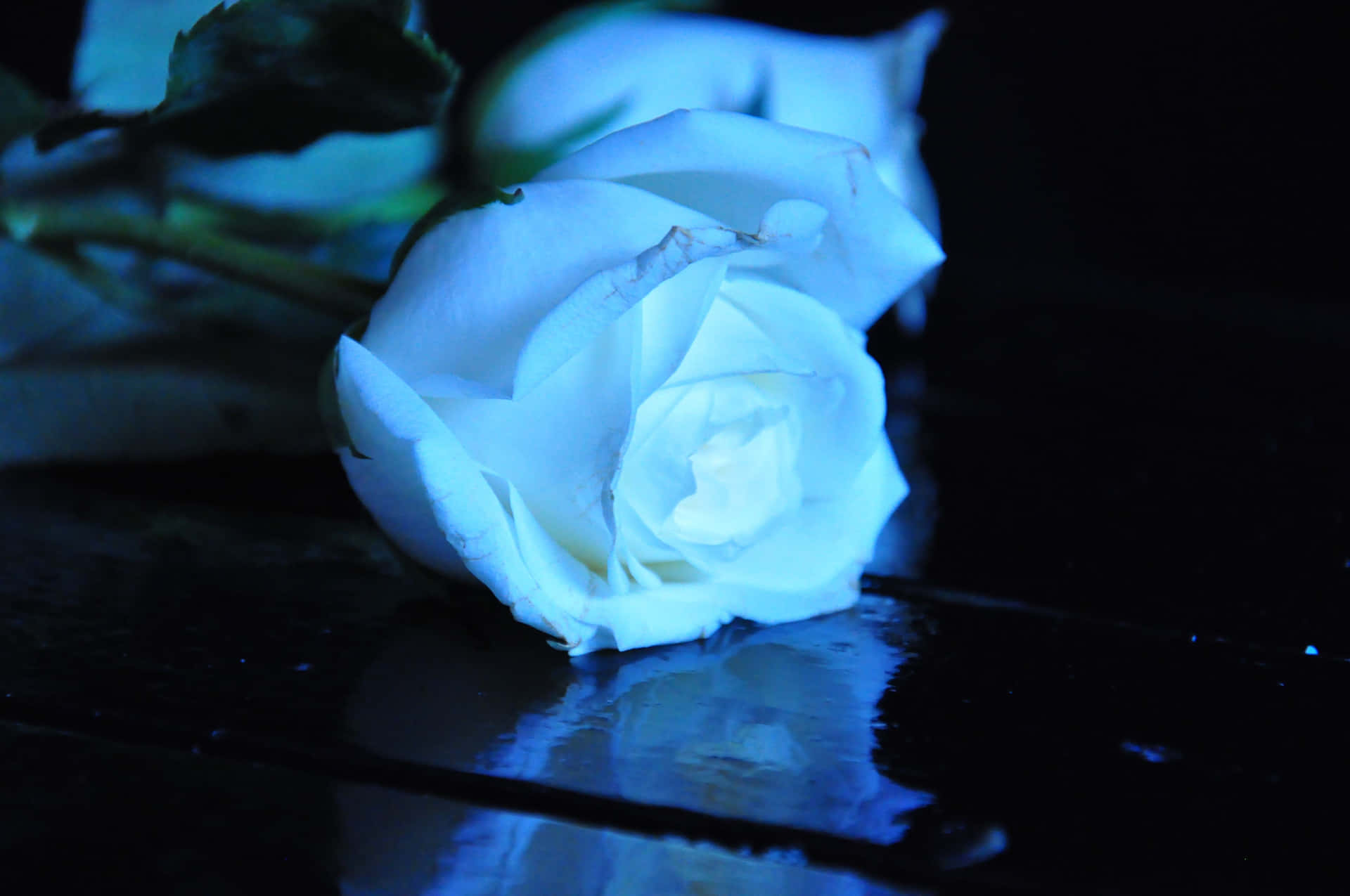 White Rose With Blue Reflection Picture