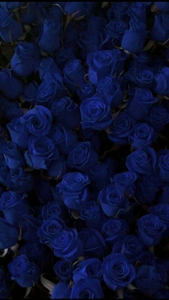 Imagende Flores De Rosas Azules Oscuro