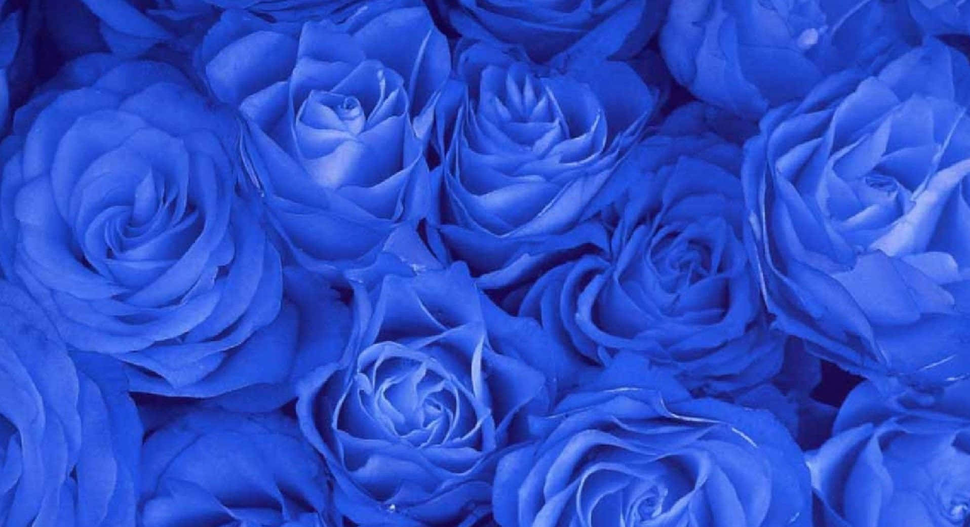 Imagende Un Montón De Flores De Rosas Azules.