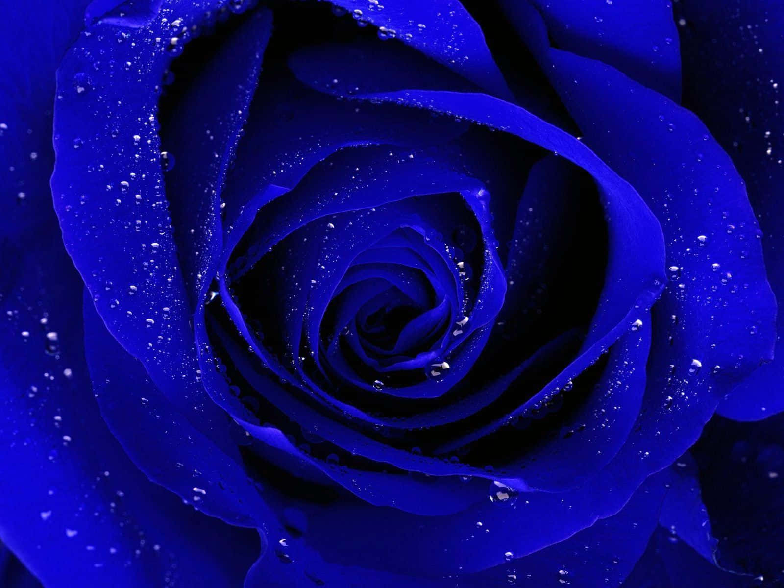 Immaginedi Una Rosa Blu Con Piccole Gocce.
