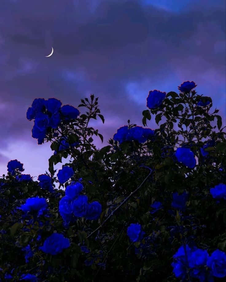 Immaginedi Una Rosa Blu Contro Il Cielo