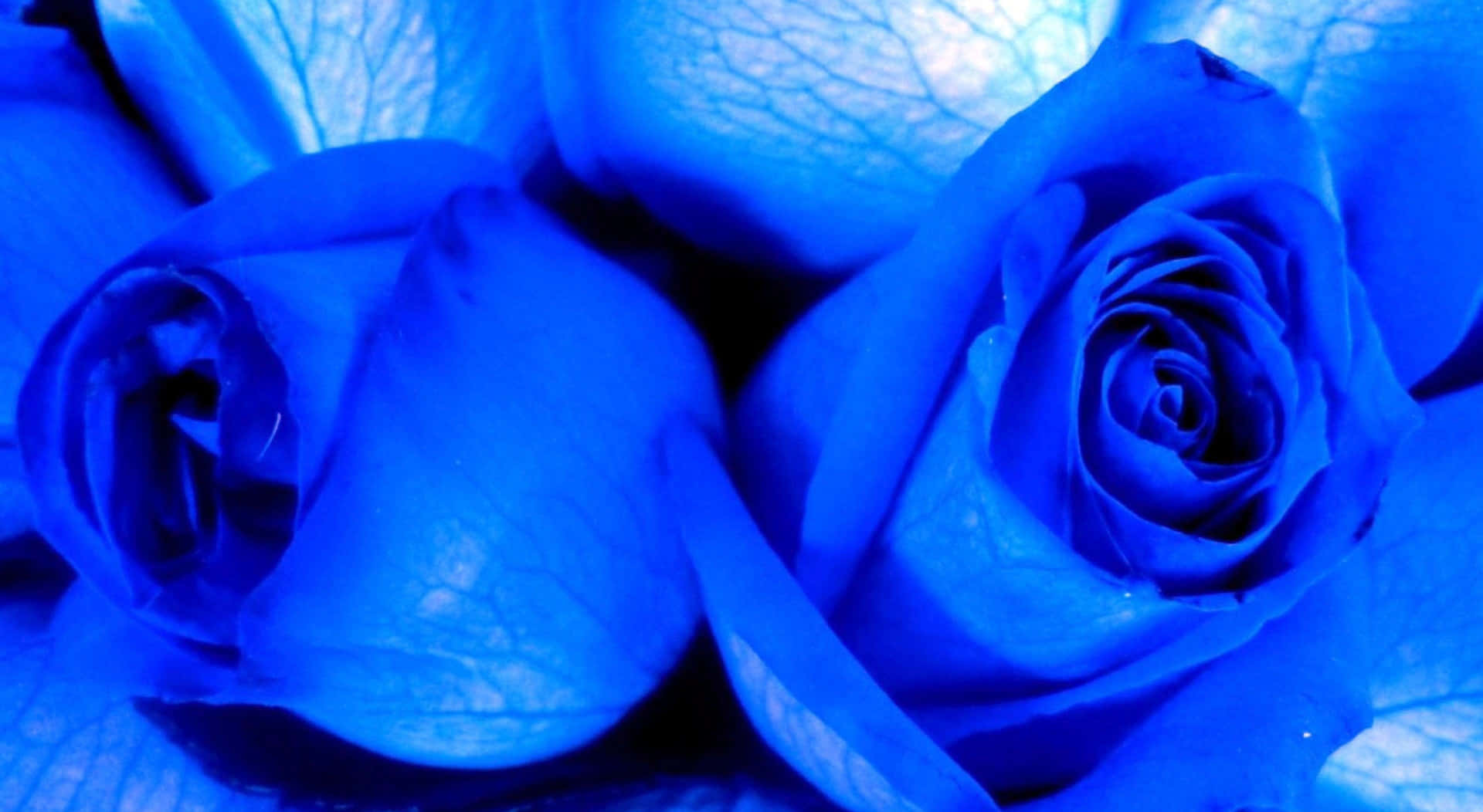 Imagende Una Rosa Azul Parpadeante