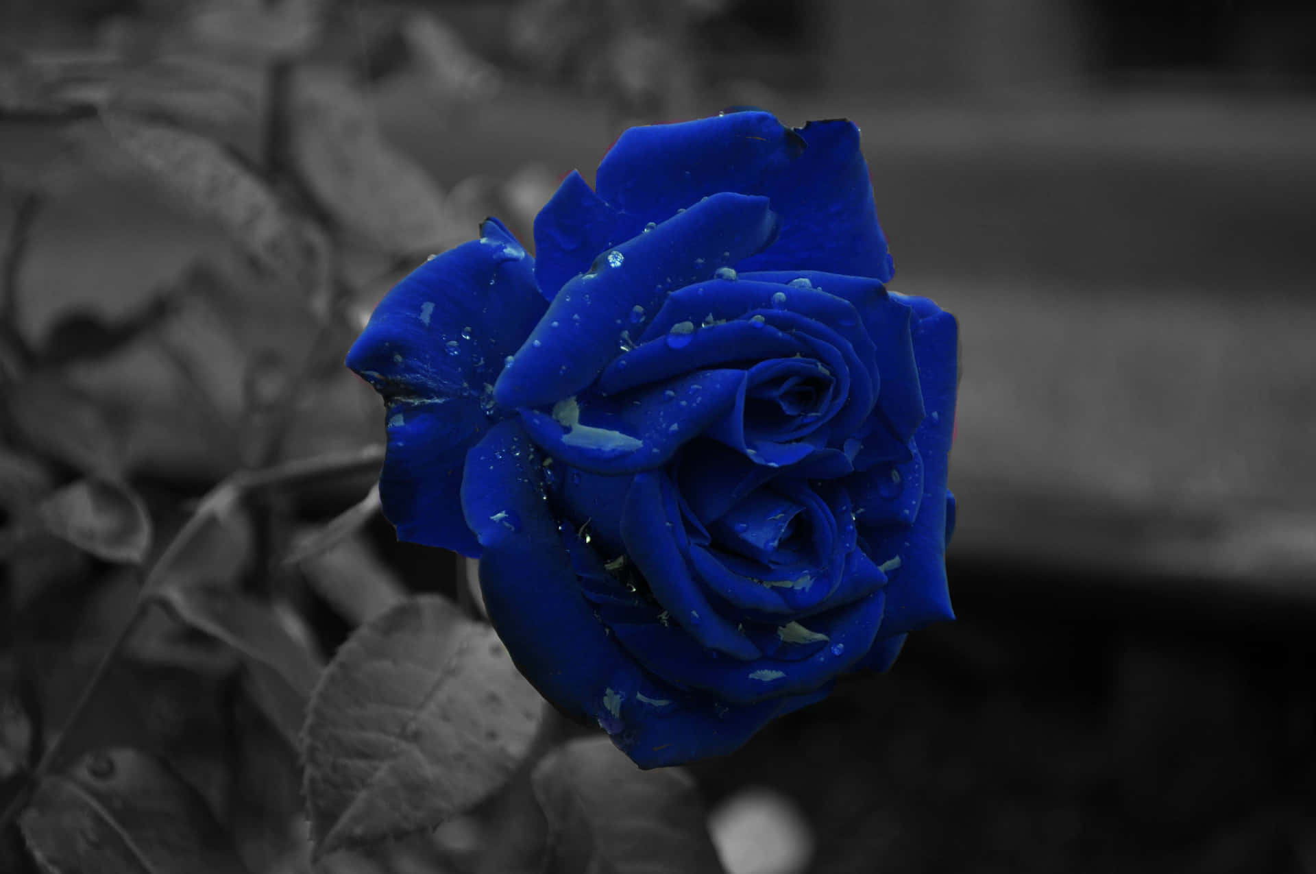 Blue Rose On Greyscale Background Picture