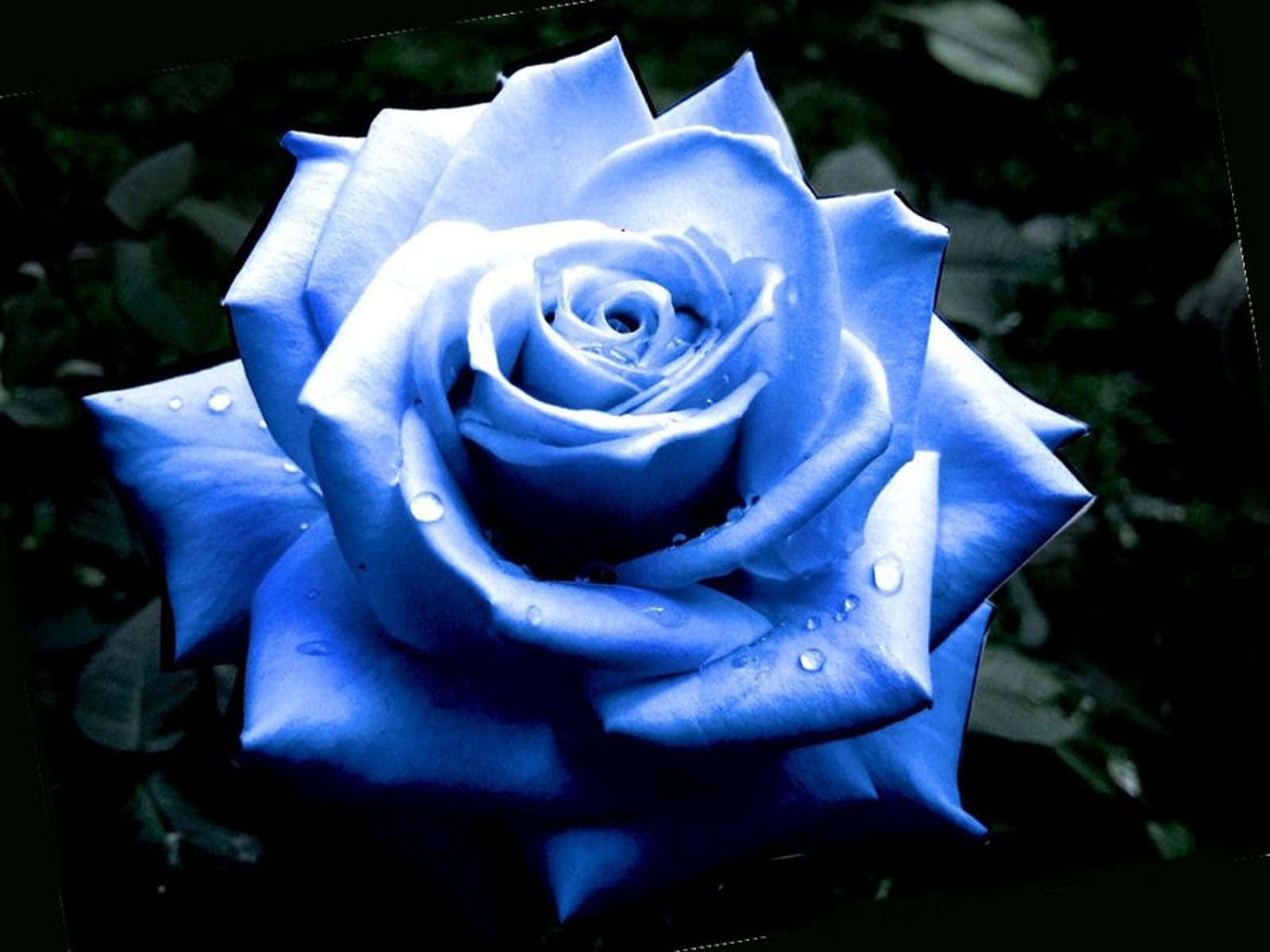 Imagende Una Rosa Azul Tomada Desde Arriba