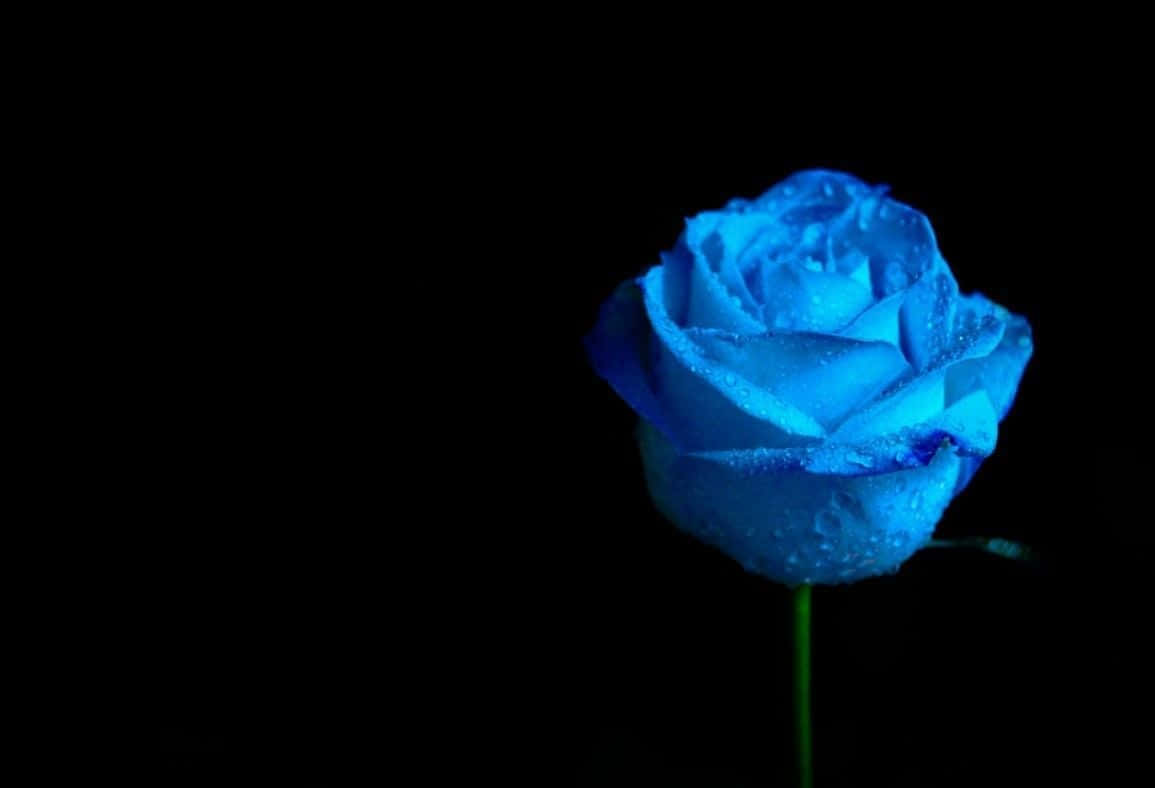 Fotodi Una Rosa Blu In Fiore