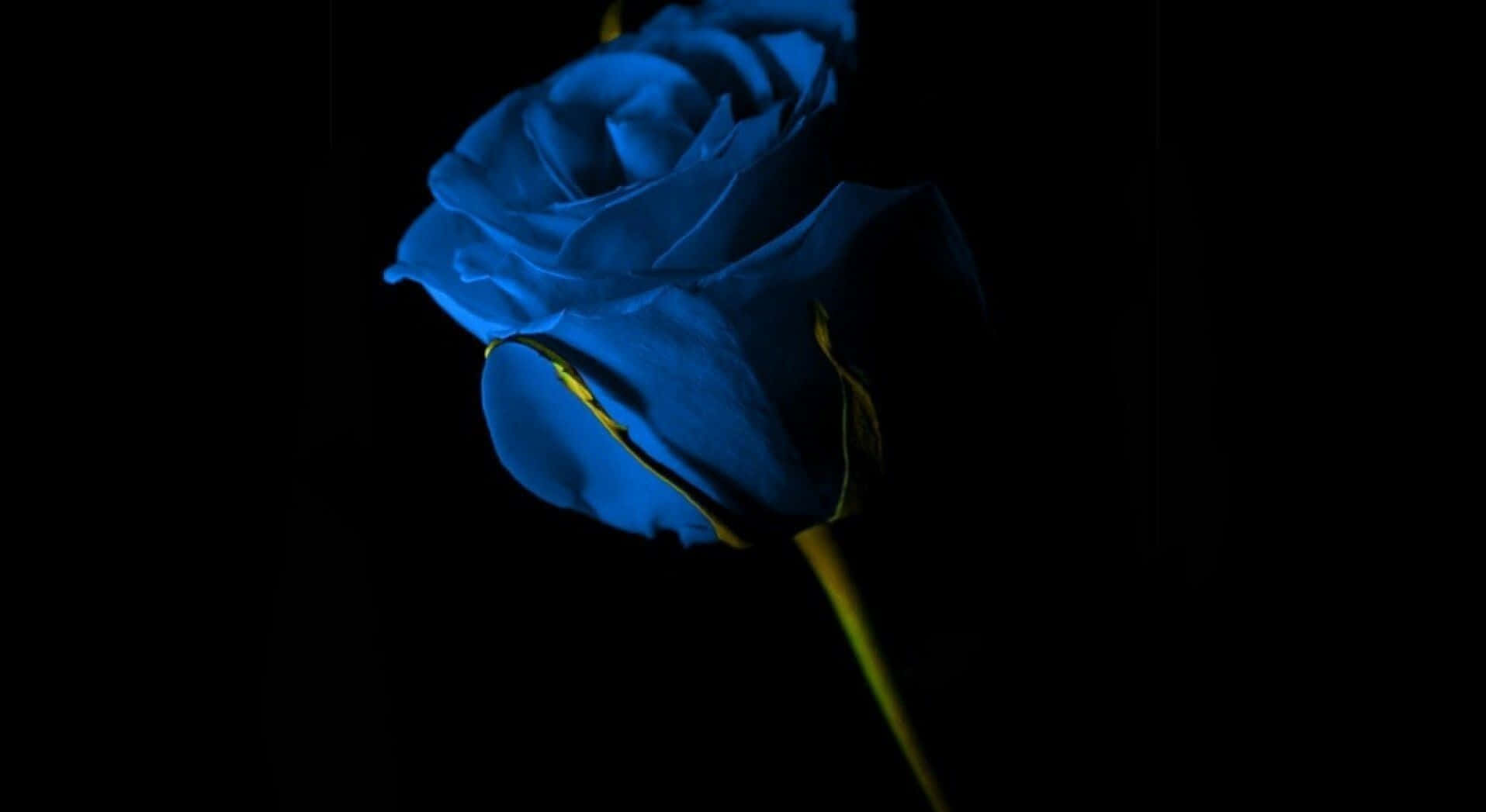Single Blue Rose Picture