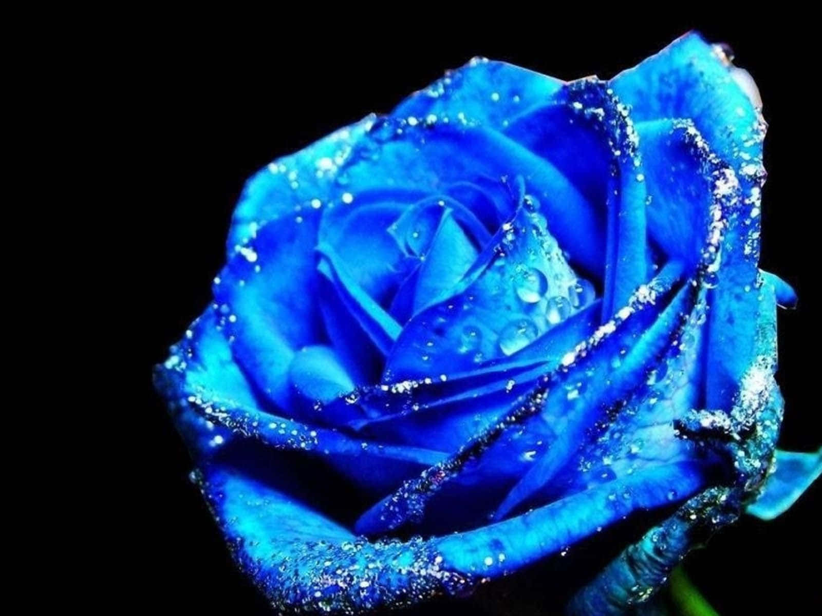 Imagende Una Rosa Azul Cubierta De Rocío.