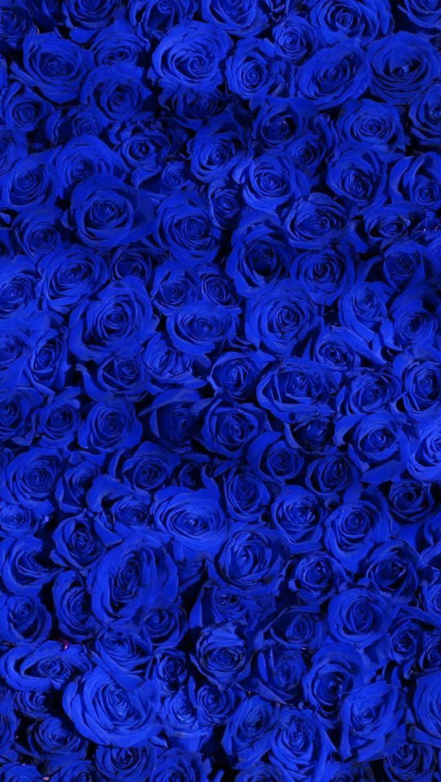 Wall Of Blue Rose Flowers Picture
