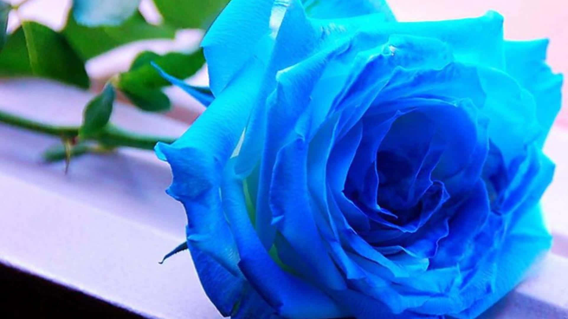 Immaginedi Una Fresca Rosa Blu Appena Colta