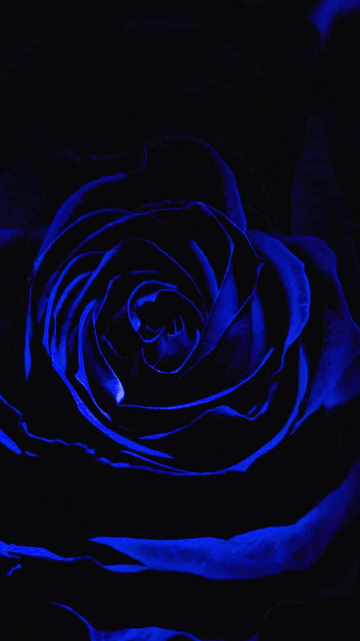 Immaginedi Una Rosa Blu Con Petali Scuri.