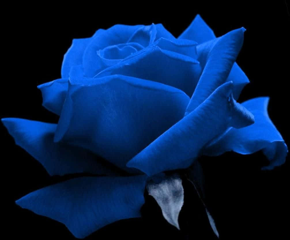 Blue Rose On A Black Picture