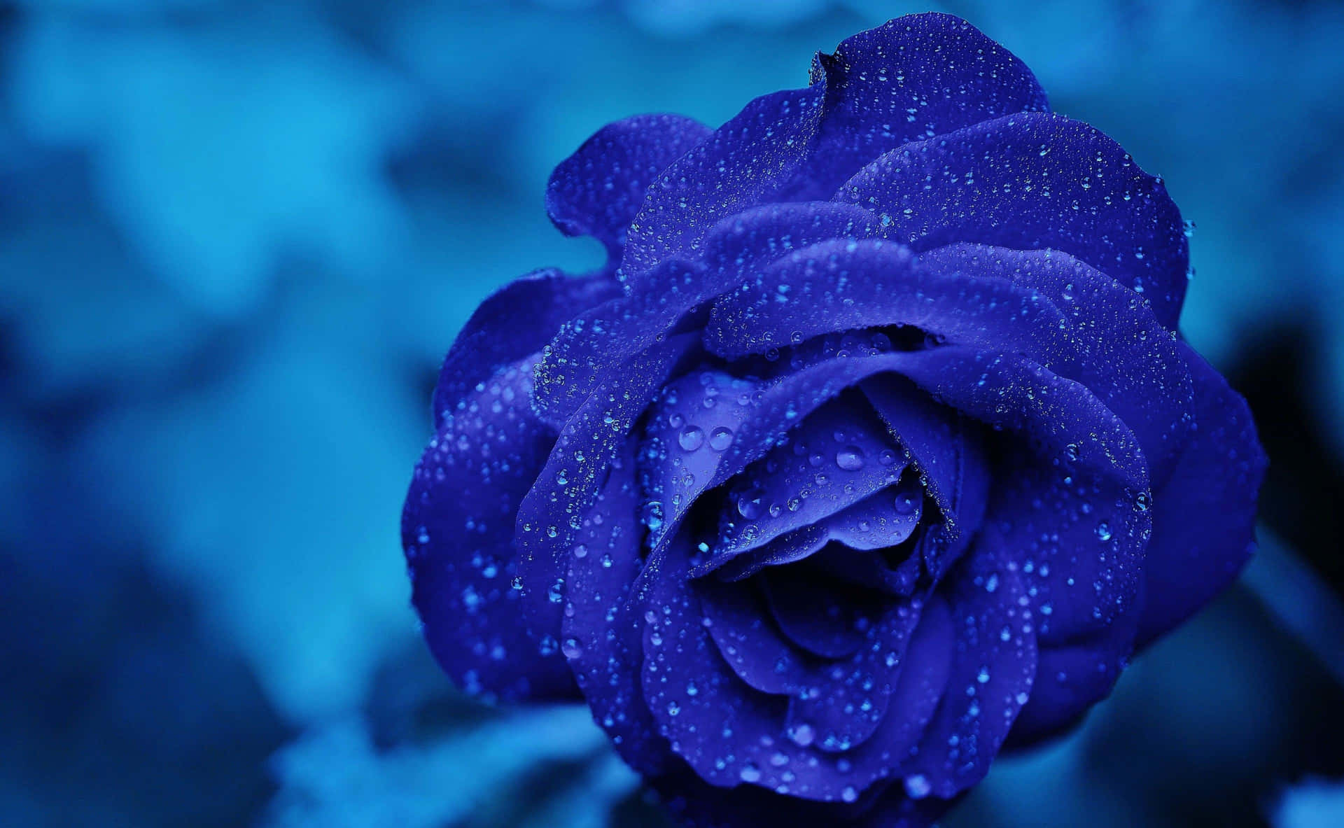 Blossoming Blue Rose Picture